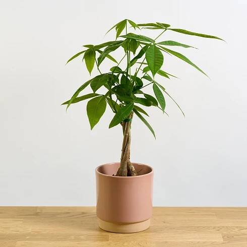 Pachira aquatica 'S'
