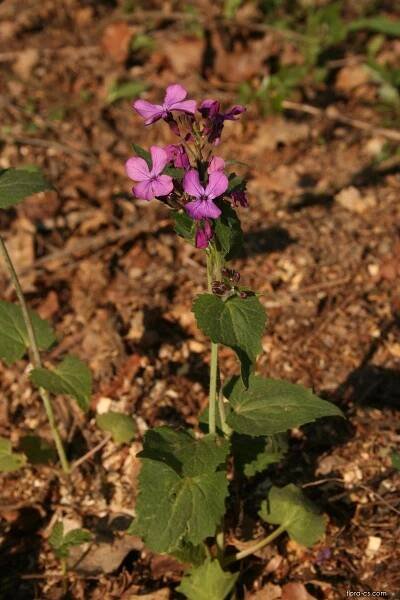 Měsíčnice roční (Lunaria annua)