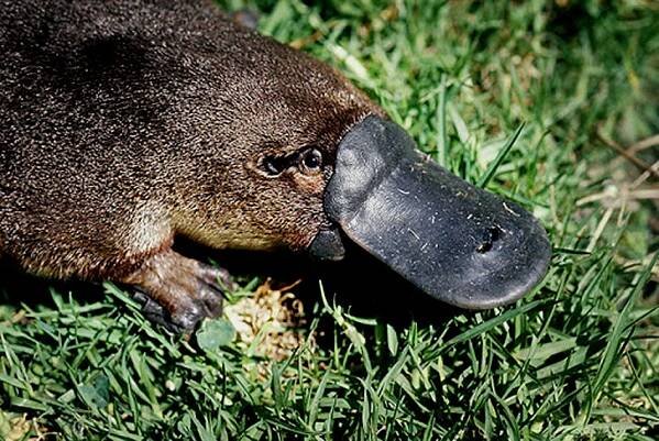 platypus head
