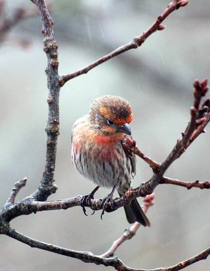 Feathery Focus – Lloyd Center for the Environment, Dartmouth MA