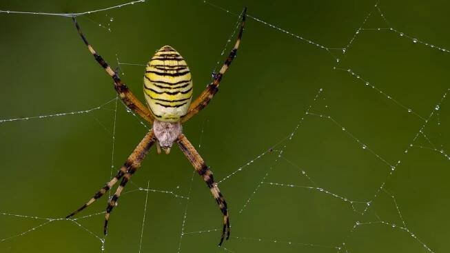 Subtropický křižák se už zabydlel v Česku. Arachnofobiky vyděsí, pro lidi je však neškodný - Médium.cz