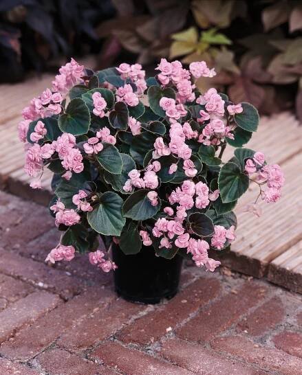 Begonia semperflorens Doublet® Pink