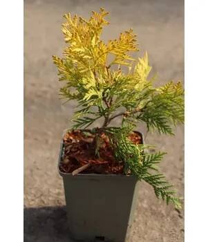 Zerav západní ´Europe Gold´ 5-15 cm H9