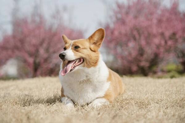 A happy corgi poses outside with pink trees.