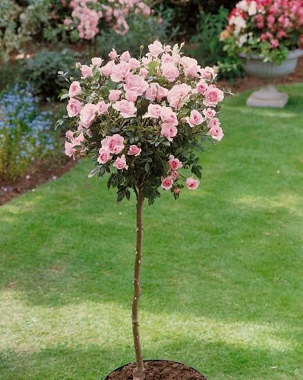 Rosa 'Bonica®-stromková