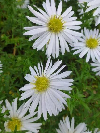 Hvězdnice hustokvětá - Aster dumosus Silberball