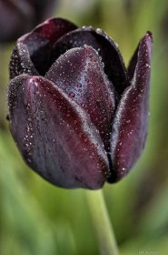 Tulipán Queen of Night - Jednoduché pozdní tulipány (Tulipa)