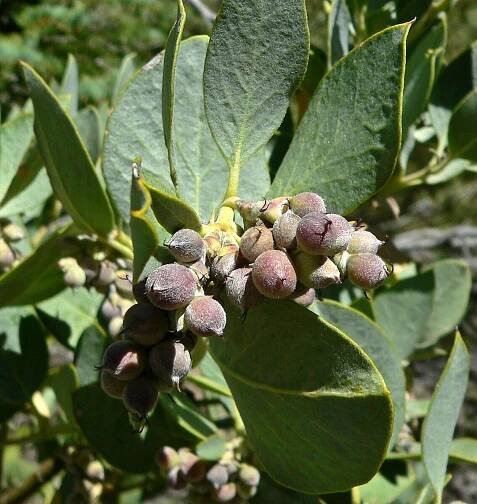 Soubor:Garrya flavescens 3.jpg
