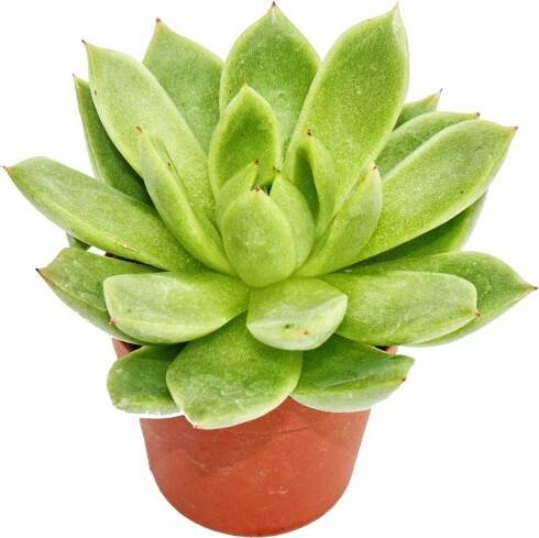 Echeveria agavoides - malá rostlina v květináči 5,5 cm