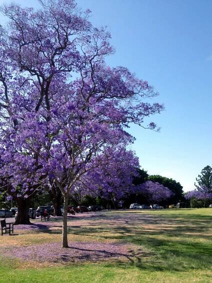 The Purple Blossoms of the Jacaranda Trees - Two Canadians in Australia