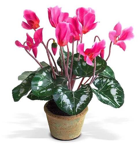 Cyclamen: péče po nákupu a dalším pěstování