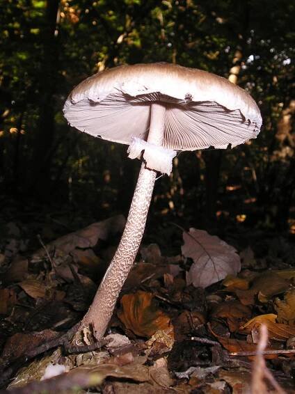 List of Agaricaceae genera - Wikipedia