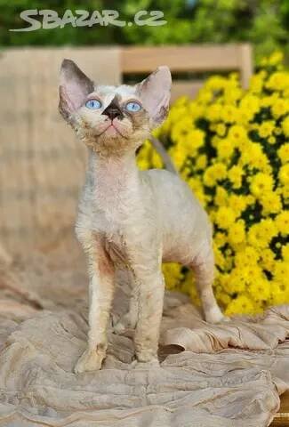 Devon rex kočičky s pp
