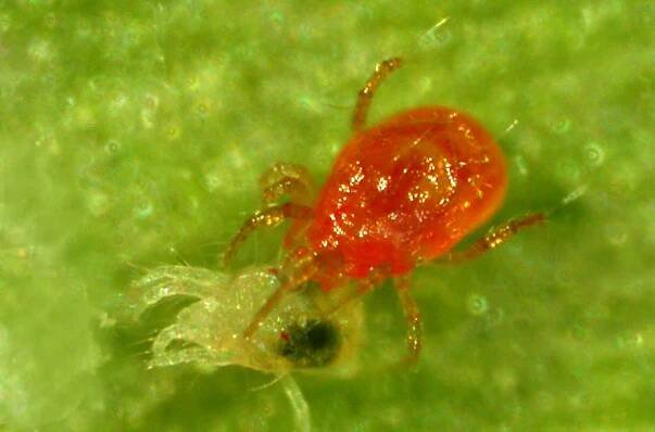 Biodiverzita