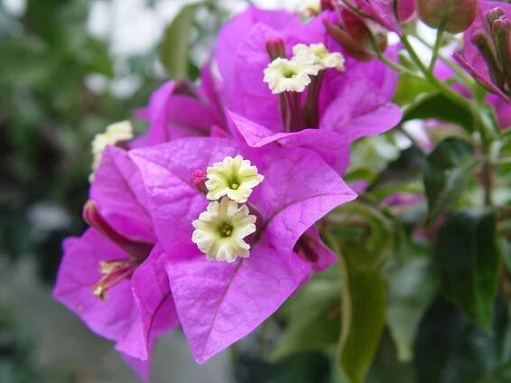 Bougainvillea_glabra-960x720