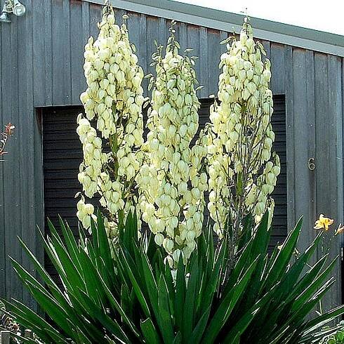 Cena: €2.35 – Semena Juka vláknitá (Yucca filamentosa)