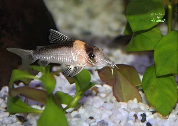 Corydoras burgessi - Ve stínu Burgesse: Tajemství pancéřníčků z Rio Negro