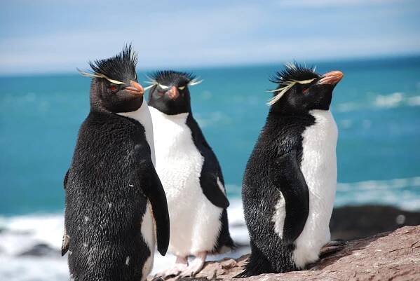 animales-de-la-patagonia-2