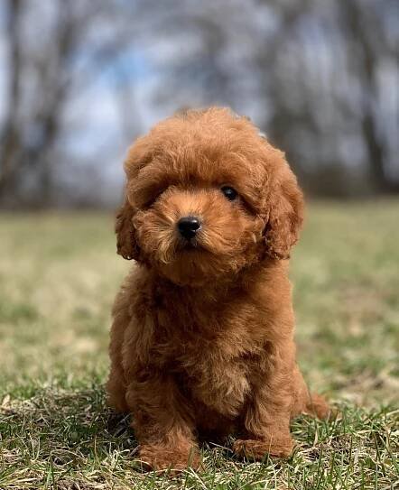 Toy Poodles