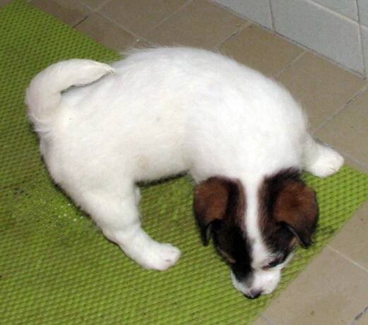 Jack Russell teriér