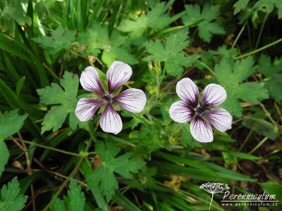 Geranium 'Salome' | Perenniculum