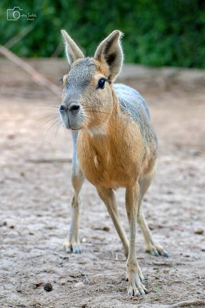 Zoopark Olovnice kombinuje odpočinek a zábavu se vzděláváním | Vyletnik.cz