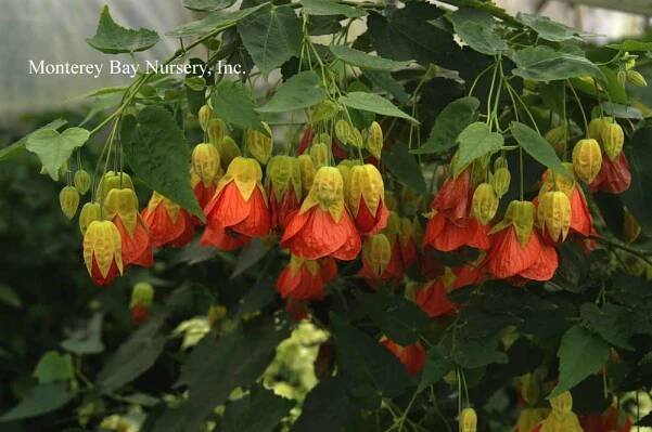 Monterey Bay Nursery plants - A