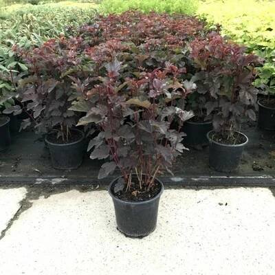 Physocarpus opulifolius 'Andre' Prodejní velikost: 030/050, Velikost hrnku: 2 l