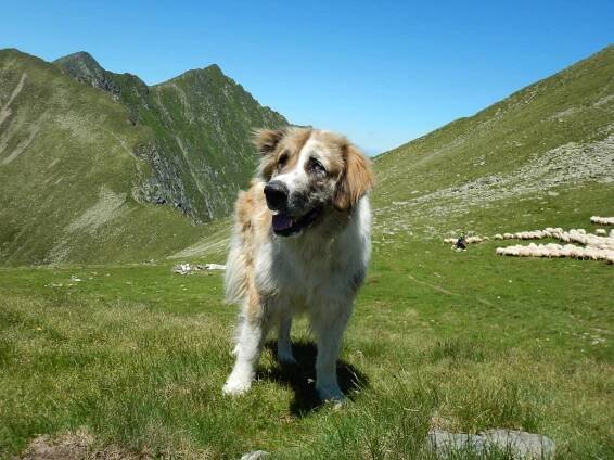 Fagaraš - horská turistika v Rumunsku s CK Alpina