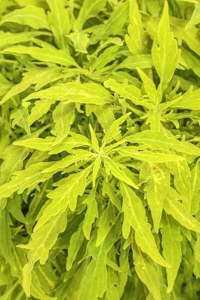 ColorBlaze® Mini Me™ Chartreuse - Coleus scutellarioides | Proven Winners