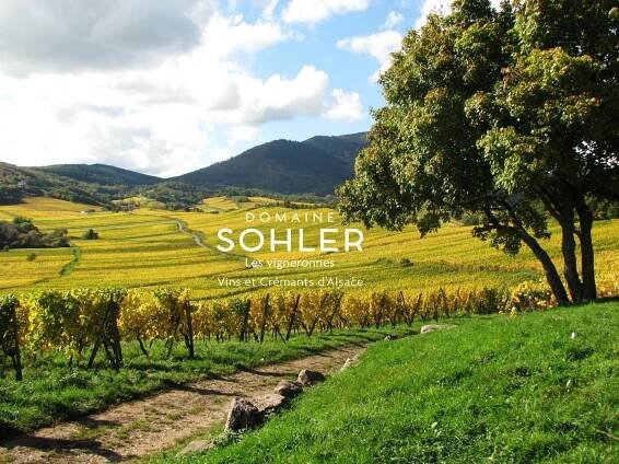 Domaine Sohler Philippe independent winemaker in organic culture