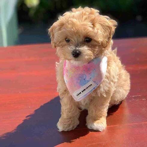 LEIA-Mini-Maltipoo-puppy-for-sale-6/6