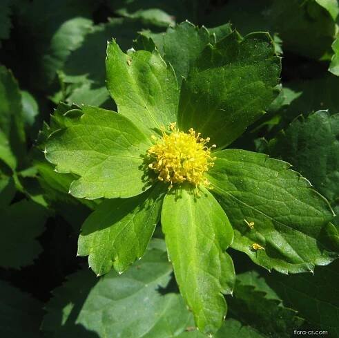 Hvězdnatec zubatý (Hacquetia epipactis)