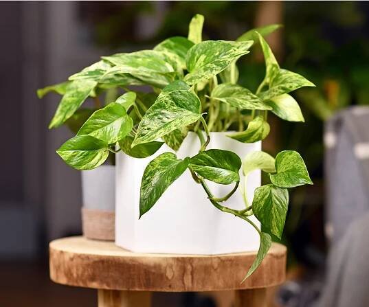 Pothos leaves