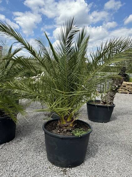 Kanárska palma (Phoenix canariensis) - palma zo špeciálnych plantáží