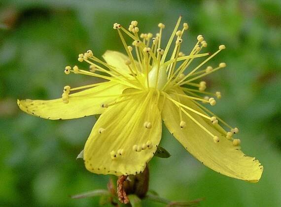 Peripheral Neuropathy and Herbal Medicine - Northeast School of Botanical Medicine