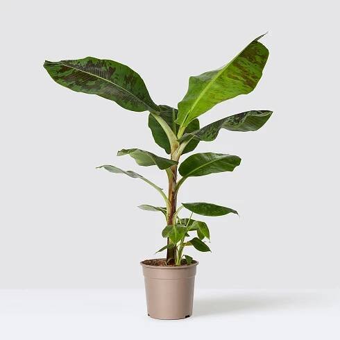 Musa 'Dwarf Cavendish'