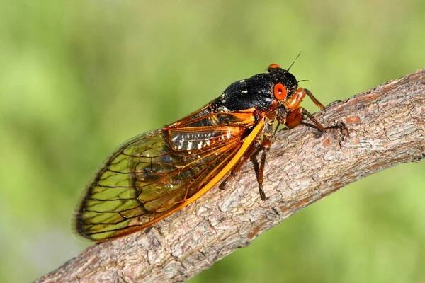 Cicada Symbolism