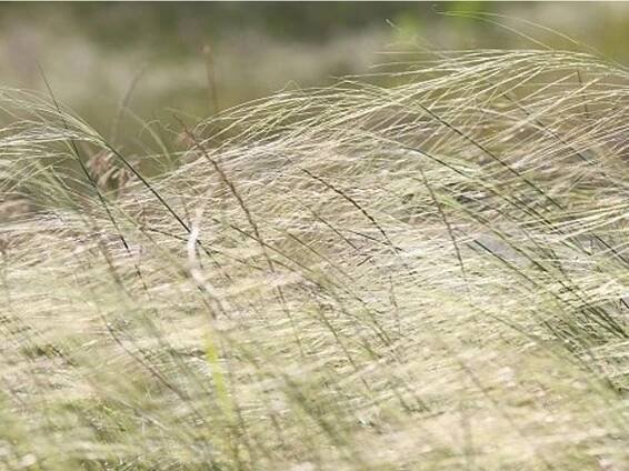 Kavyl vláskovitý - Stipa capillata