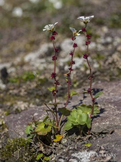 Lomikámen nicí (Saxifraga cernua)