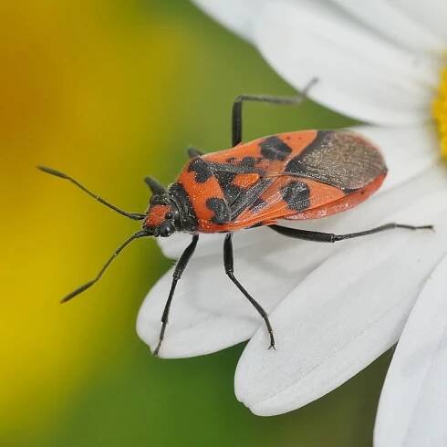 Fauna Šluknovska - Fotografie zvířat a přírody - Monika Suržinová