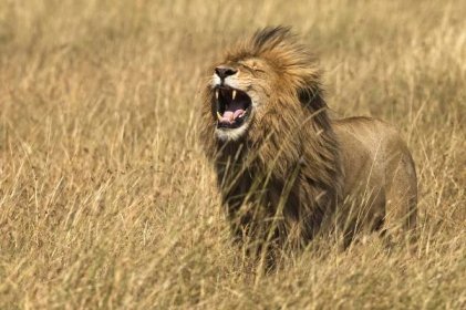 Lví osudy: Minulost a budoucnost krále zvířat