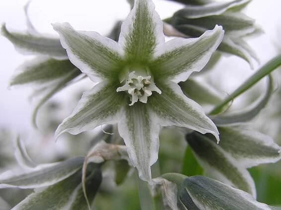 Soubor:Ornithogalum boucheanum 2.JPG – Wikipedie