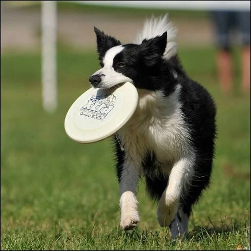 Ulli - Fotoalba - Mistrovství ČR v dogfrisbee - Nymburk 2011