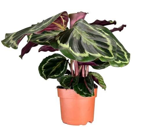 Live Plants – Italian Planters LLC