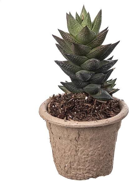 Giromagi Sukulent různé druhy výška 10-15 cm, pr. květináče 6,5 cm nakoupit u OBI