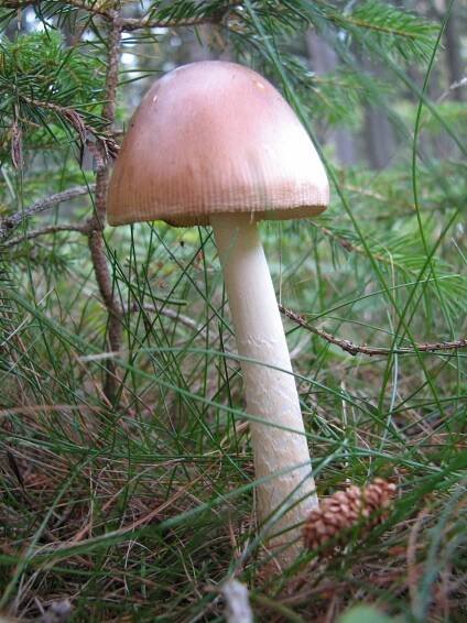 Amanita fulva