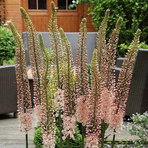 Liliochvostec Romance – Eremurus – prodej kořenových hlíz