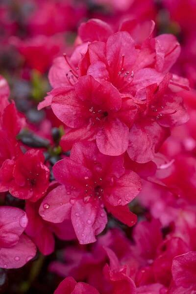 Japanische Azalee 'Diamant Rot' • Rhododendron obtusum 'Diamant Rot'