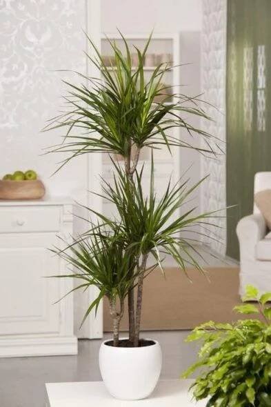 dracena se hodí do každého interiéru

